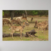 Blind Poster (Voorkant)