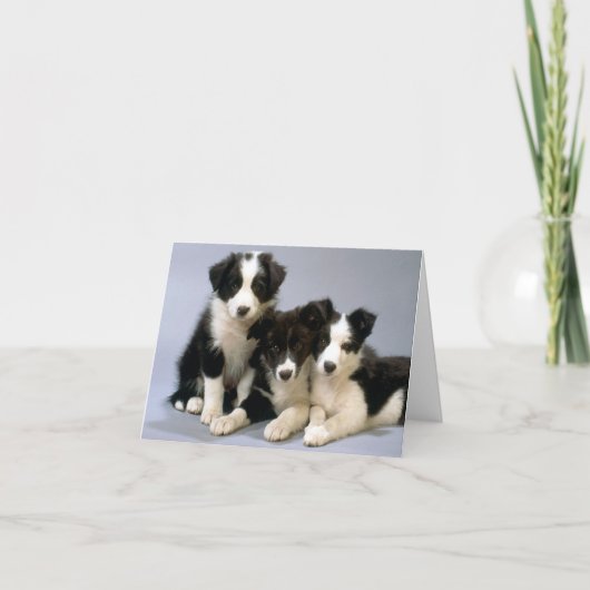 Blinde briefkaart voor Collie Puppy Dog (Voorkant)