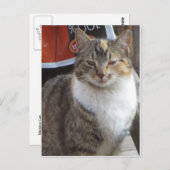 Blinderkat Briefkaart (Voorkant / Achterkant)