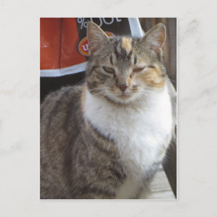 Blinderkat Briefkaart