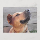 Bliss Briefkaart (Voorkant)