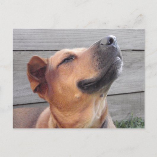 Bliss Briefkaart (Voorkant)