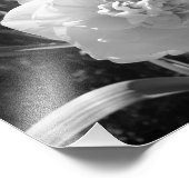 Blissful Black en White Daffodil Foto Afdruk (Hoek)