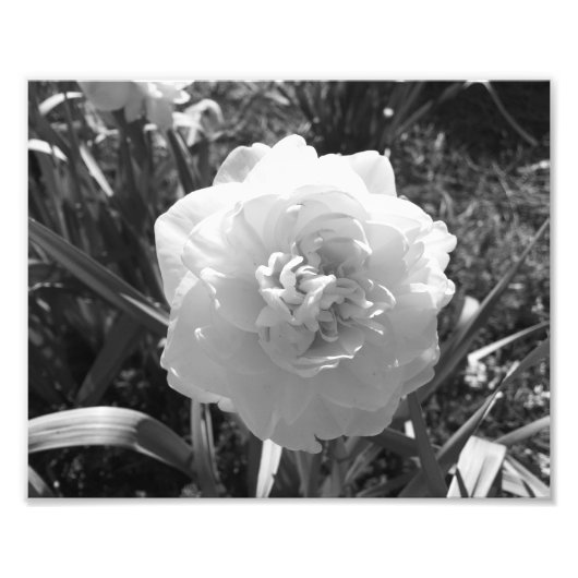 Blissful Black en White Daffodil Foto Afdruk (Voorkant)