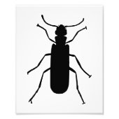 Blister Beetle Silhouette Foto Afdruk (Voorkant)