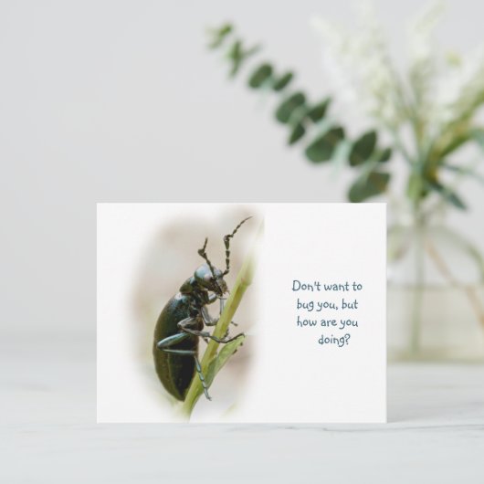 Blisterverpakking - Meloidae Briefkaart (Staand voorkant)