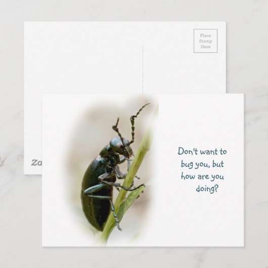 Blisterverpakking - Meloidae Briefkaart (Voorkant / Achterkant)