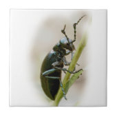 Blisterverpakking - Meloidae Tegeltje (Voorkant)