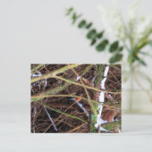 Blizzard Bird CB Briefkaart (Staand voorkant)