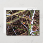 Blizzard Bird CB Briefkaart (Voorkant / Achterkant)