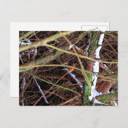 Blizzard Bird CB Briefkaart (Voorkant / Achterkant)