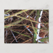 Blizzard Bird CB Briefkaart (Voorkant)