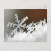 Blizzard van 2009 briefkaart (Voorkant)