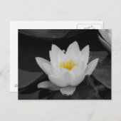 Blk & Whit Water lily Briefkaart (Voorkant / Achterkant)