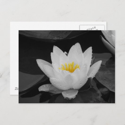 Blk & Whit Water lily Briefkaart (Voorkant / Achterkant)