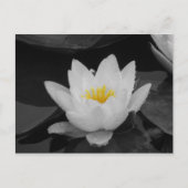 Blk & Whit Water lily Briefkaart (Voorkant)