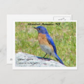 Bllue Bird, Adirondack Mountains, NY Briefkaart (Voorkant / Achterkant)