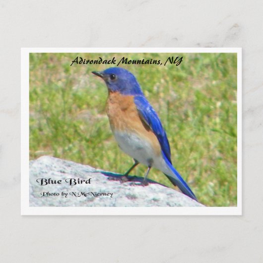 Bllue Bird, Adirondack Mountains, NY Briefkaart (Voorkant)