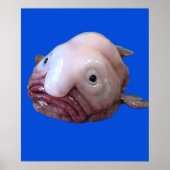 Blob Fish Poster (Voorkant)
