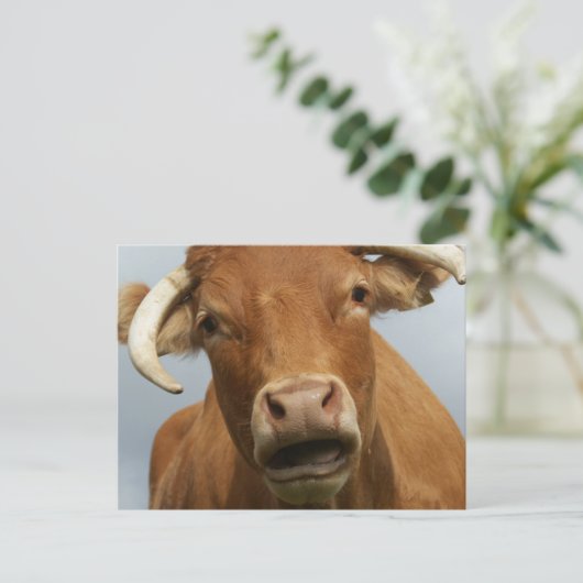 blöde kuh briefkaart (Staand voorkant)