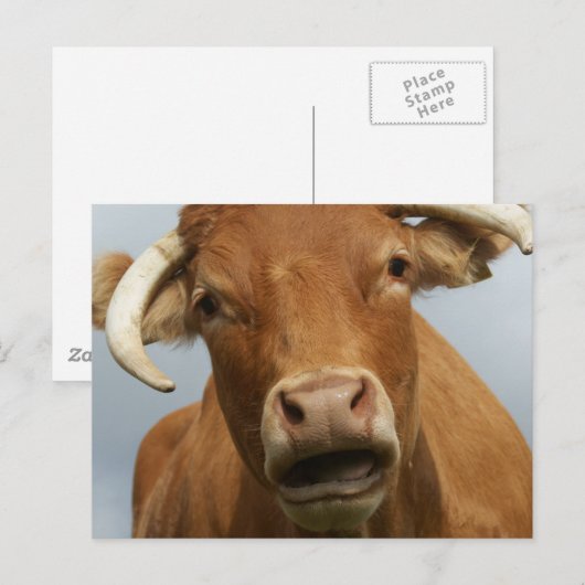 blöde kuh briefkaart (Voorkant / Achterkant)