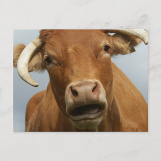 blöde kuh briefkaart