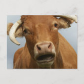 blöde kuh briefkaart (Voorkant)