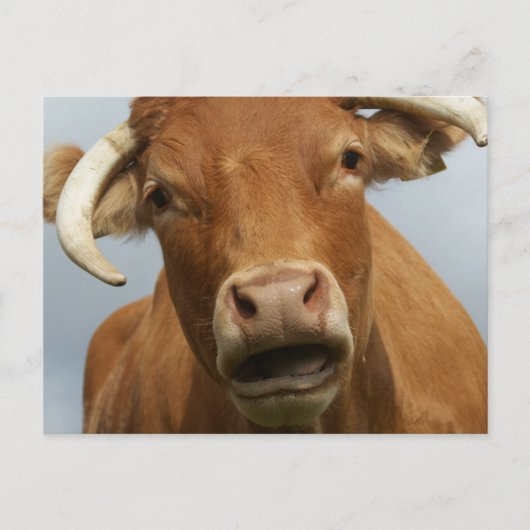 blöde kuh briefkaart (Voorkant)