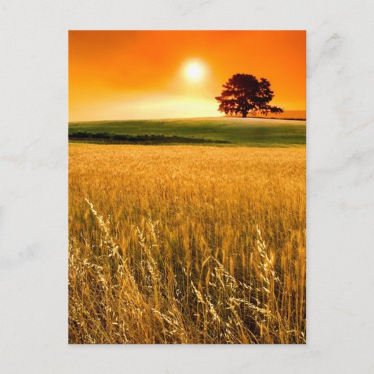 Bloed-rode zonnebank briefkaart (Voorkant)
