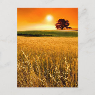 Bloed-rode zonnebank briefkaart