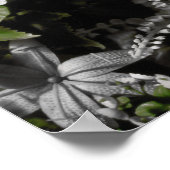 Bloed thee en rode string kikker fonteinprint poster (Hoek)