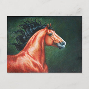 Bloedbaai Lusitano Stallion Briefkaart