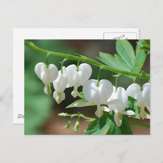 Bloedbloeding Witte bloedingen Hartaandoeningen Br Briefkaart (Voorkant / Achterkant)