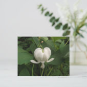 Bloedbloem Briefkaart (Staand voorkant)