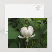 Bloedbloem Briefkaart (Voorkant / Achterkant)