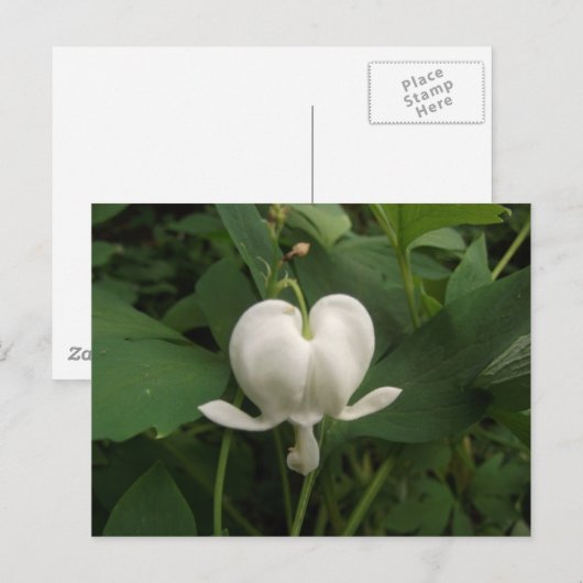 Bloedbloem Briefkaart (Voorkant / Achterkant)