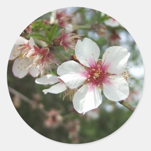 Bloedbloem Sticker (Voorkant)