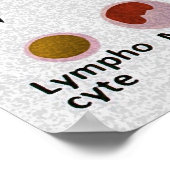 Bloedceldifferentiatieschema Poster (Hoek)