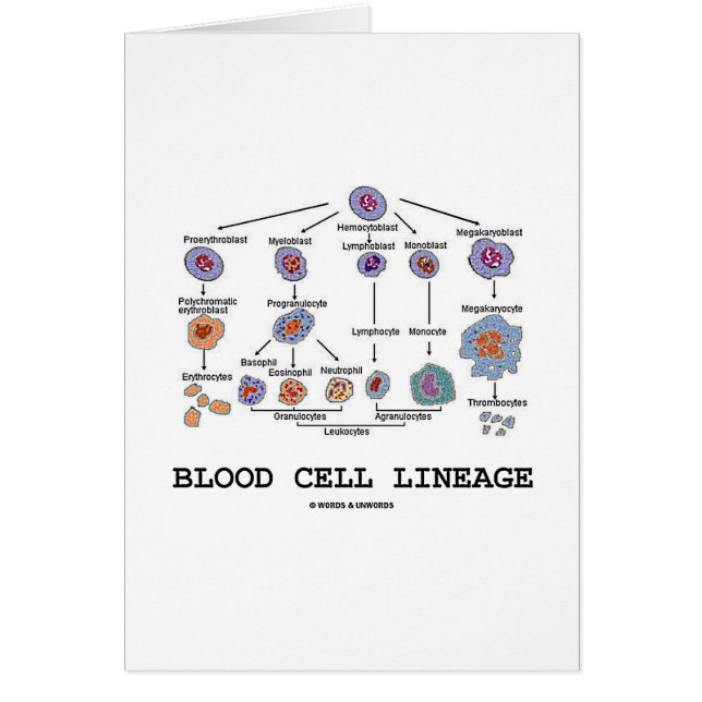 Bloedcellijn (Biologie Gezondheidsgeneesmiddelen) (Voorkant)