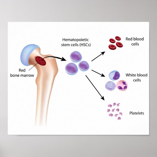 Bloedcelvorming Poster (Voorkant)