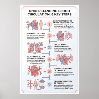 Bloedcirculatie begrijpen: 6 belangrijke stappen poster