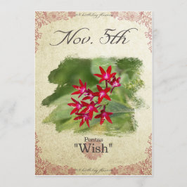 Bloeddagbloemen op 5 november "Pentas" Kaart