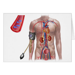 Bloeddruk en bloedsomloop
