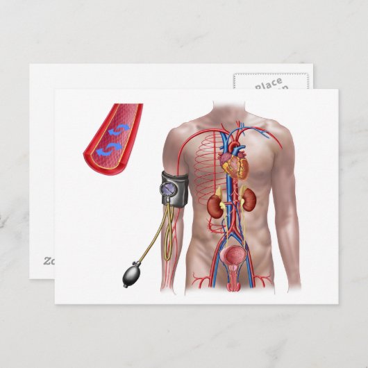 Bloeddruk en bloedsomloop briefkaart (Voorkant / Achterkant)