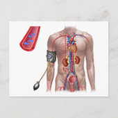 Bloeddruk en bloedsomloop briefkaart (Voorkant)