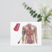 Bloeddruk en bloedsomloop briefkaart (Staand voorkant)