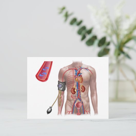 Bloeddruk en bloedsomloop briefkaart (Staand voorkant)