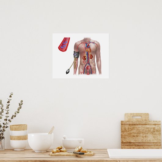 Bloeddruk en bloedsomloop poster (Keuken)