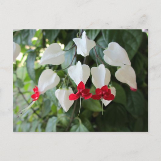 Bloedend Hart Botanische Bloemen Fotografisch Briefkaart (Voorkant)