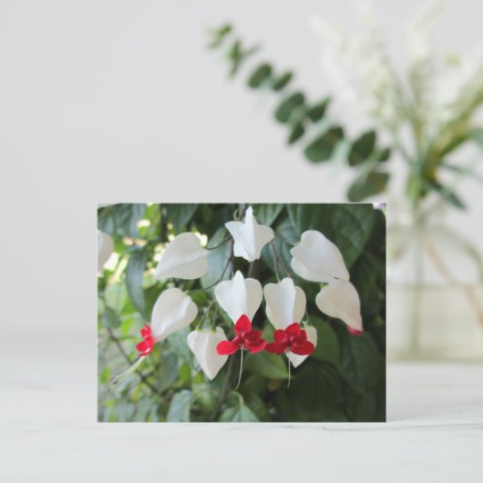 Bloedend Hart Botanische Bloemen Fotografisch Briefkaart (Staand voorkant)